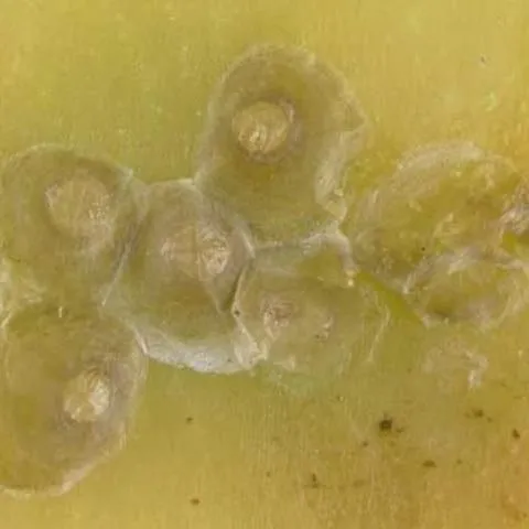 thumbnail for publication: Boisduval Scale, Diaspis boisduvalii Signoret (Insecta: Hemiptera: Diaspididae)